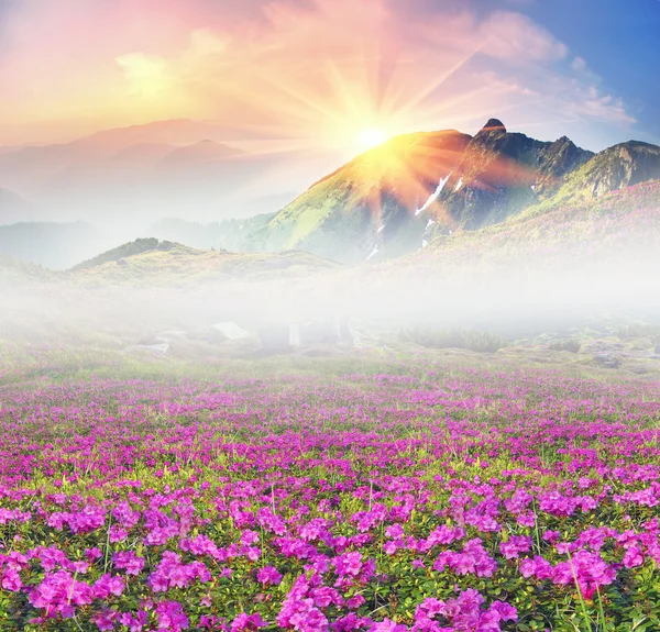 Blooming Rhododendrons in May — Stock Photo, Image