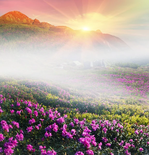 Florescendo Rhododendrons em maio — Fotografia de Stock