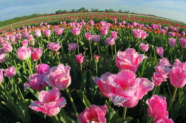 Campo di tulipani nel villaggio Mamaivtsi — Foto Stock