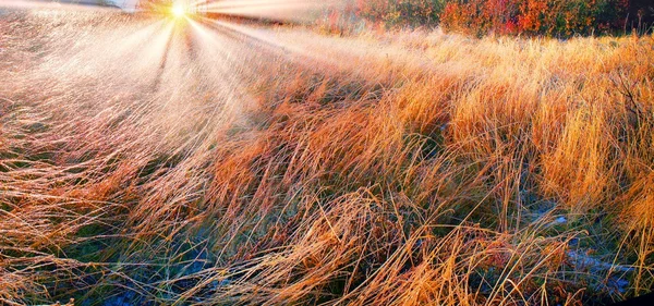 Jesienią trawa świeci w szron — Zdjęcie stockowe