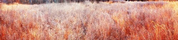 Grama de outono brilhando em hoarfrost — Fotografia de Stock