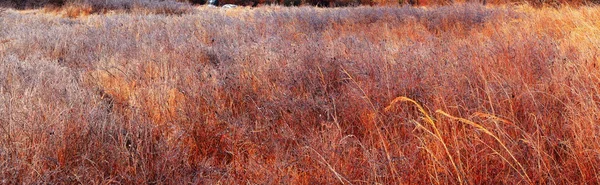 Grama de outono brilhando em hoarfrost — Fotografia de Stock