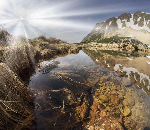 Sapos rãs se reproduzem em água fria — Fotografia de Stock