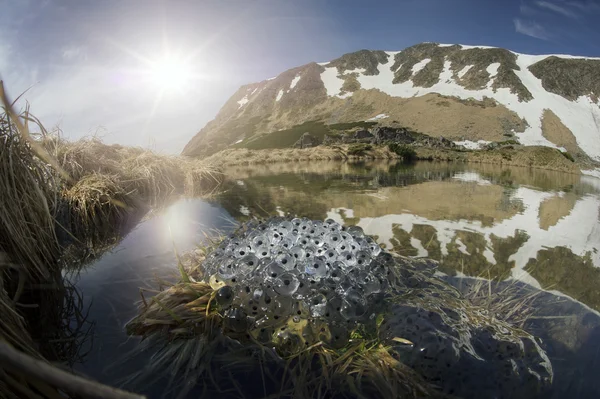 Sapos rãs se reproduzem em água fria — Fotografia de Stock