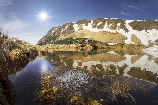 Sapos rãs se reproduzem em água fria — Fotografia de Stock