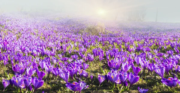 Spring mountain glade med krokusar — Stockfoto
