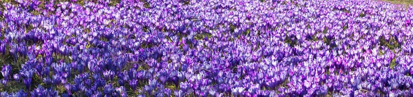 Grelha de montanha de primavera com crocos — Fotografia de Stock