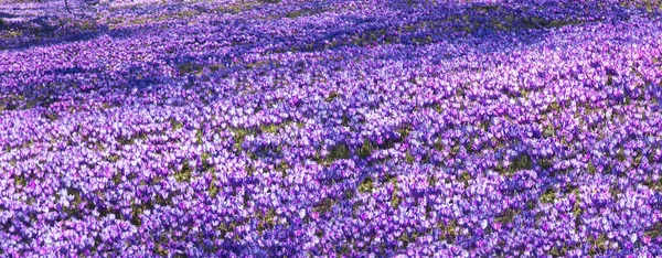 Primavera montaña glade con azafrán — Foto de Stock