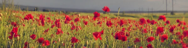 Papaveri di fiori selvatici e grano — Foto Stock