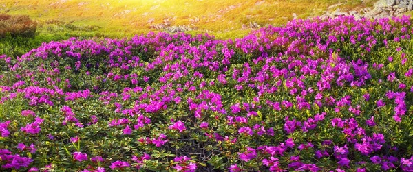 Rododendri nelle montagne dei Carpazi — Foto Stock
