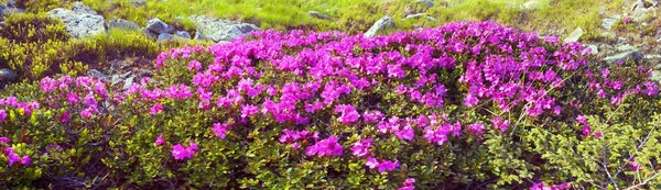 Rododendros nas montanhas dos Cárpatos — Fotografia de Stock