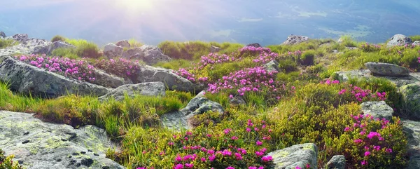 Рододендроны цветут в Черногории — стоковое фото