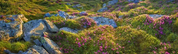 Chornogory virágzó rododendronok — Stock Fotó