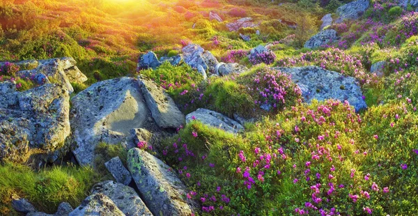 Rododendrony, kvetoucí v Chornogory — Stock fotografie