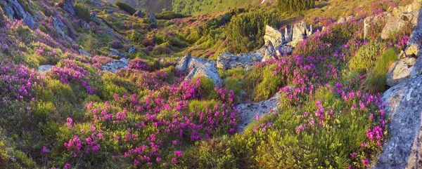 Rhododendron blüht in Chornogora — Stockfoto