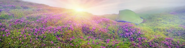 Rododendros floreciendo en Chornogory —  Fotos de Stock