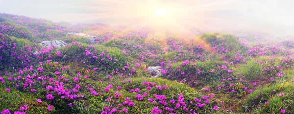 Rododendrons bloeien in Chornogory — Stockfoto