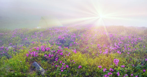 Rhododendron blüht in Chornogora — Stockfoto