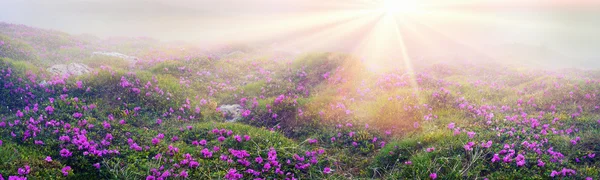 Rhododendron blüht in Chornogora — Stockfoto