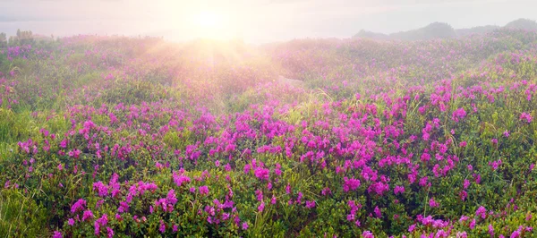 Rododendri in fiore a Chornogory — Foto Stock