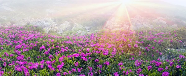 Рододендроны цветут в Черногории — стоковое фото