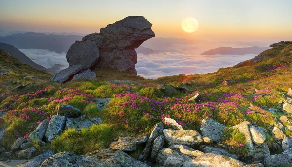 Rododendrony, kvetoucí v Karpatských horách — Stock fotografie