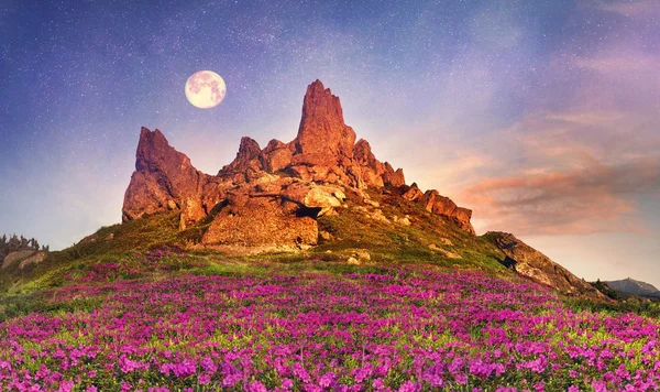 Rododendri che sbocciano nelle montagne carpatiche — Foto Stock