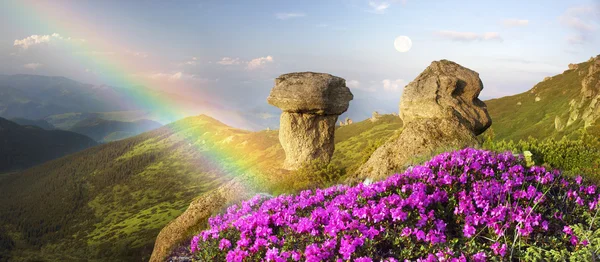 Rhododendron in den Karpaten — Stockfoto