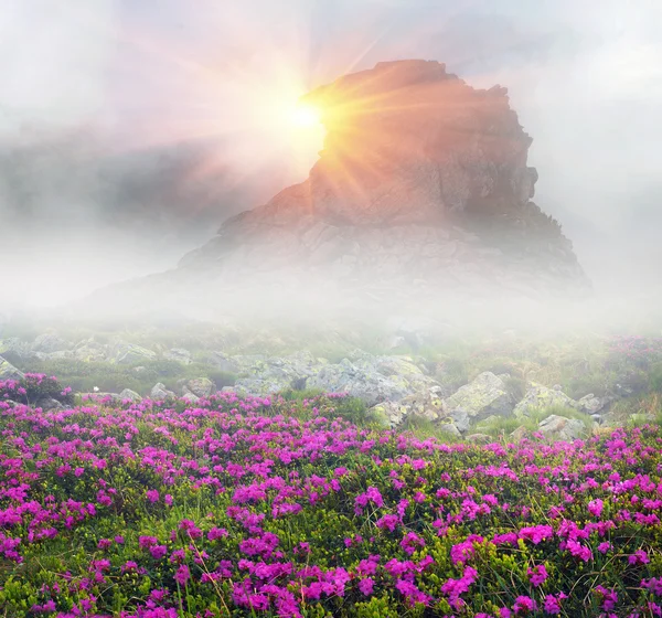 Rhododendron am nebligen Morgen — Stockfoto