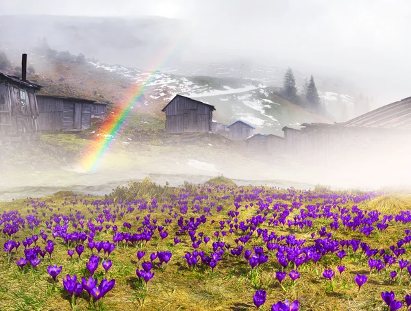 Flores da primavera crocos na manhã nebulosa — Fotografia de Stock