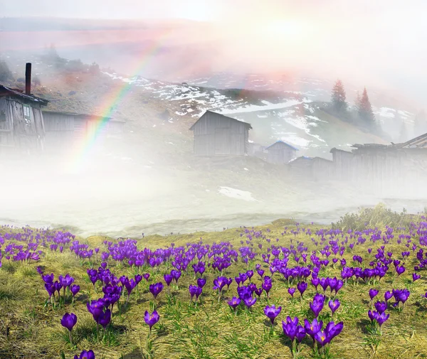Весенние цветы крокус в туманное утро — стоковое фото