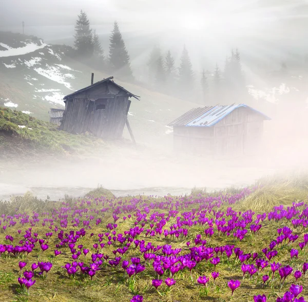 Fiori primaverili crochi nella nebbia mattina — Foto Stock