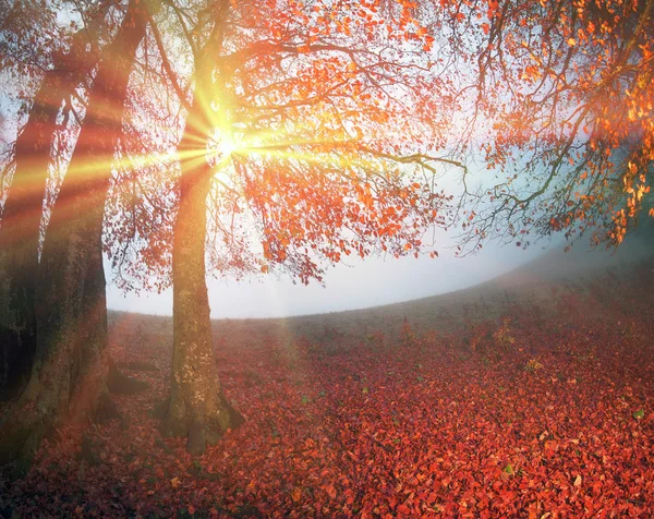 早晨在秋天的森林 — 图库照片