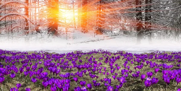 Spring flowers crocuses in mountains — Stock Photo, Image