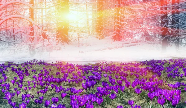 Vårblommor krokusar i bergen — Stockfoto