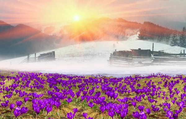 산에 봄 꽃 크 로커 스 — 스톡 사진