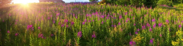 Blommande blommor willow-ört i sommar — Stockfoto