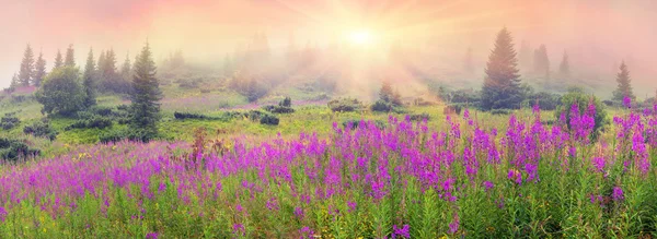 Blommande blommor willow-ört efter regn — Stockfoto