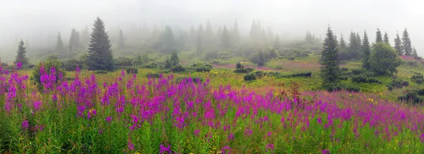 Blühende Blumen Weidenkraut nach Regen — Stockfoto