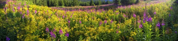 Blooming flowers willow-herb after rain — Stock Photo, Image