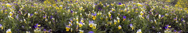 Ніжні квіти триколорні фіалки — стокове фото