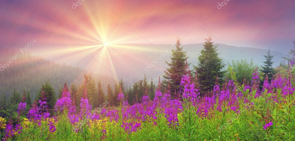 Hermoso paisaje montañoso con flores y hierba. — Foto de stock