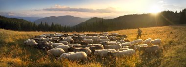Shepherd and sheeps of the Carpathians clipart