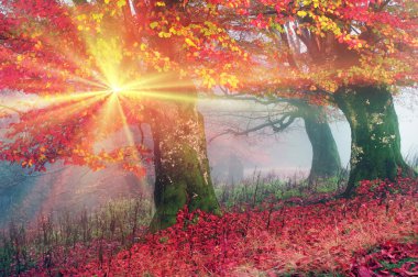 autumn mist in forest clipart