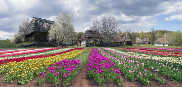 Gebied van tulpen in Pirogovo — Stockfoto