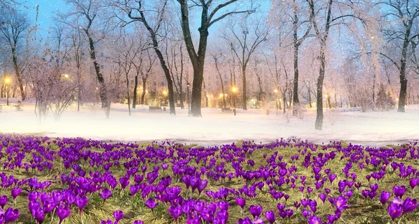 Crocuses blooming in winter park — Stock Photo, Image