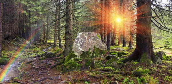松树在黎明时在喀尔巴阡森林 — 图库照片
