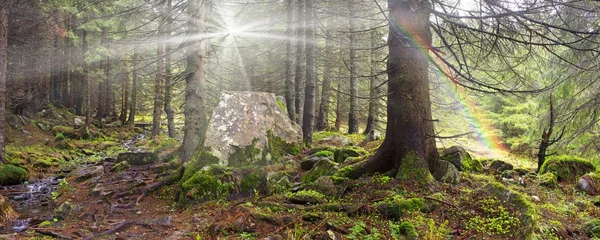 Pinos al amanecer en el bosque de los Cárpatos — Foto de Stock