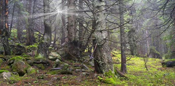 Sosny na świcie w Carpathian forest — Zdjęcie stockowe