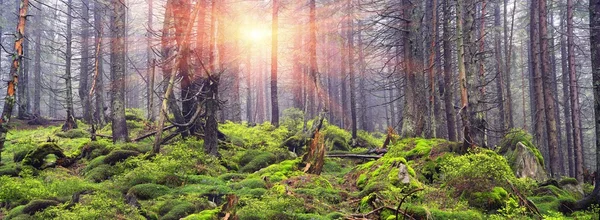 Pinos al amanecer en el bosque de los Cárpatos — Foto de Stock